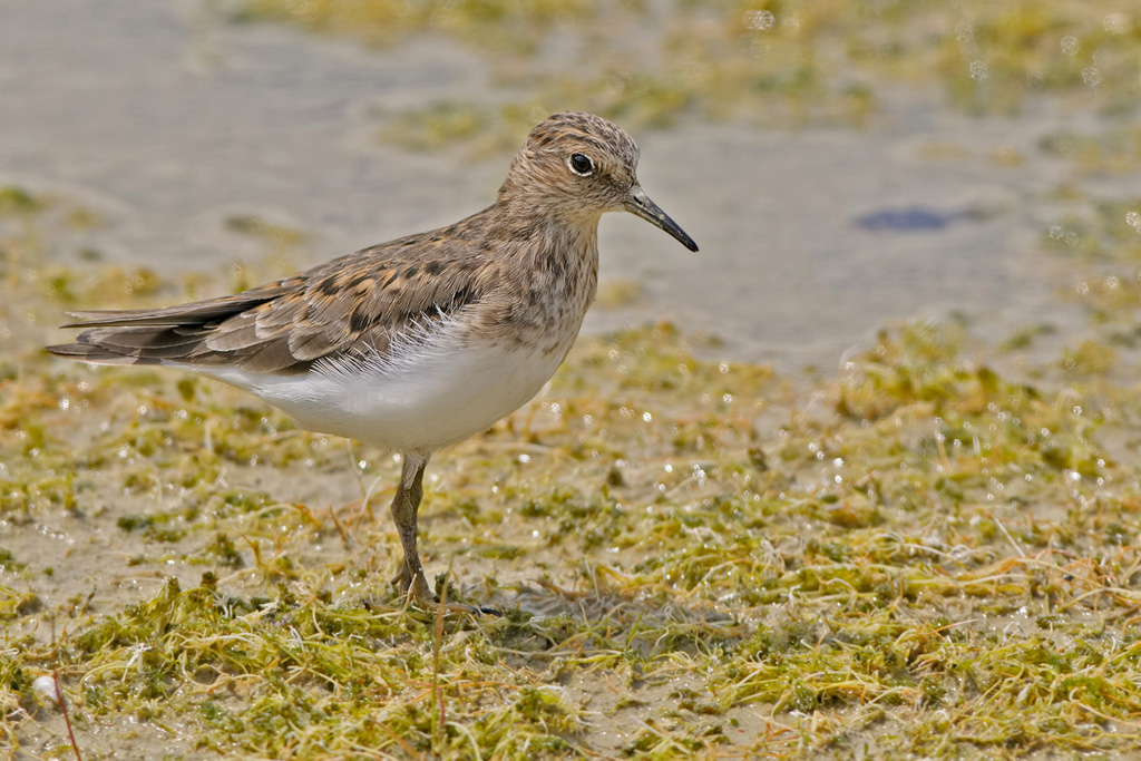 Gambecchio Nano ( Calidris temminckii )